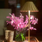 Scallop Rechargeable Light